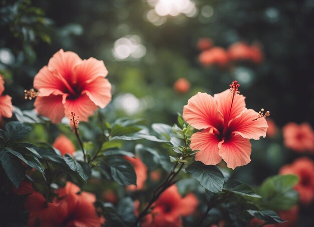 Las flores de un hibisco