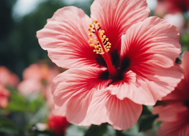 Las flores de un hibisco