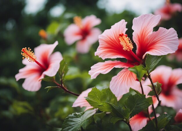 Las flores de un hibisco