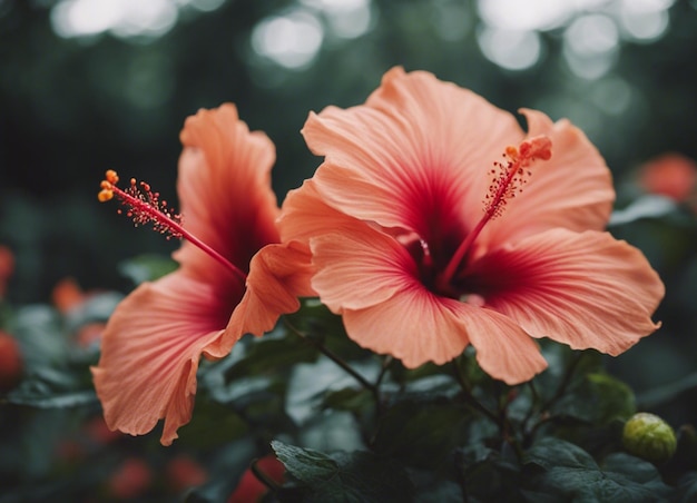 Las flores de un hibisco