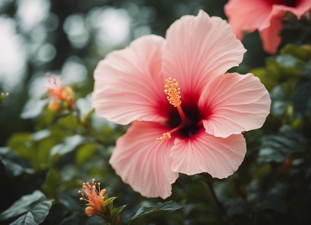 Las flores de un hibisco