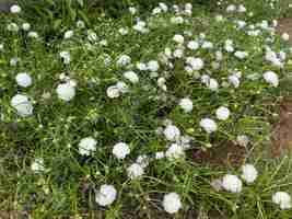 Foto las flores de la hierba blanca florecen sobre un fondo verde