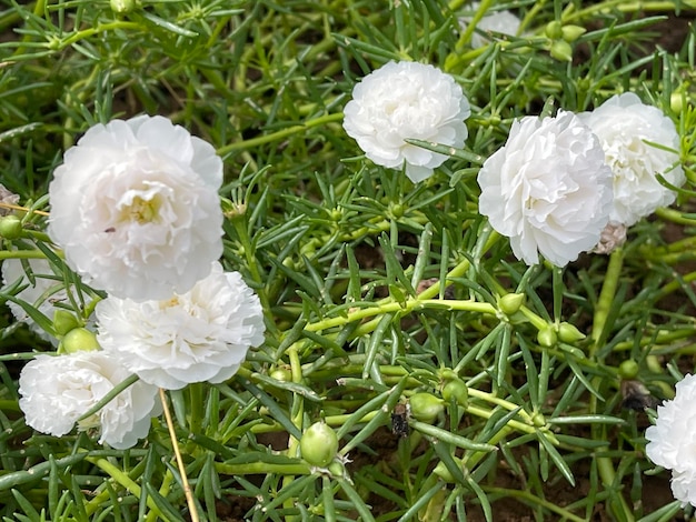 Foto las flores de la hierba blanca florecen sobre un fondo verde