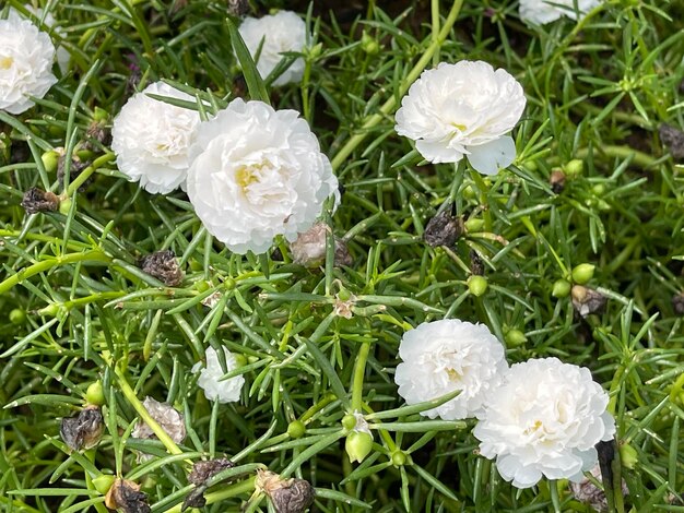 Foto las flores de la hierba blanca florecen sobre un fondo verde