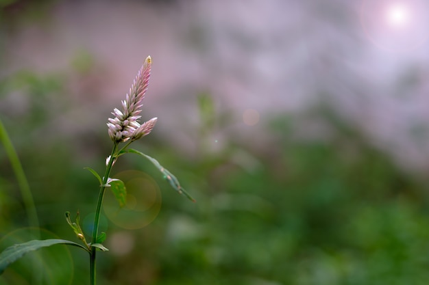 Foto flores de hierba en el bosque