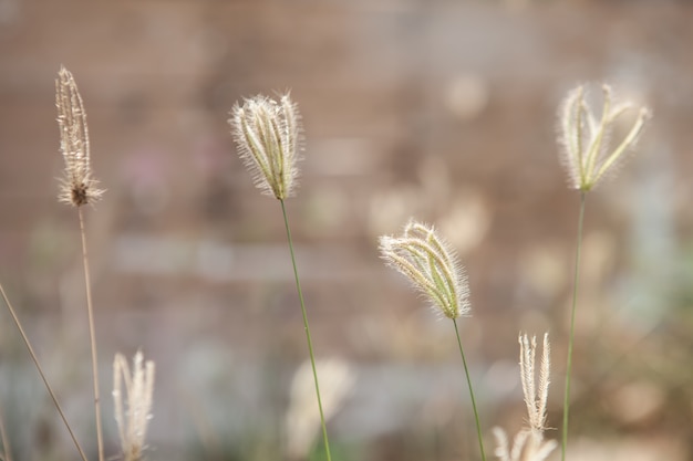 Flores de la hierba y la luz del sol