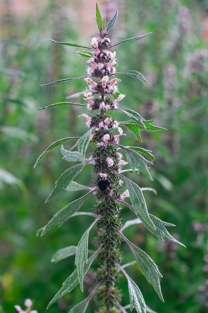 Las flores de la hierba madre Leonurus cardiaca florecen con hojas verdes en el fondo