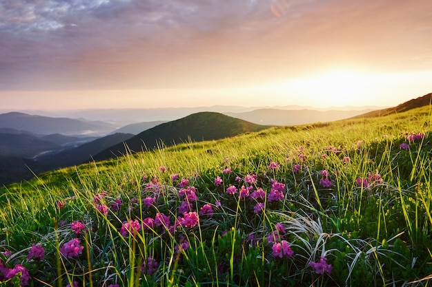 Flores entre la hierba. Majestuosas montañas de los Cárpatos. Precioso paisaje. Vista impresionante.