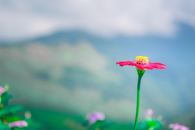 Flores y hierba naturaleza desenfoque de fondo