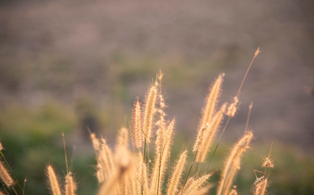 Flores de hierba