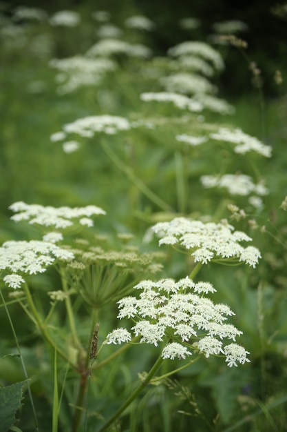 Flores de Hogweed sobre un fondo de hierba verde