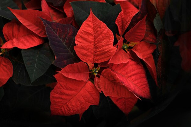 Flores de hoja roja