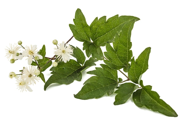 Flores y hojas de Clematis lat Clematis vitalba L aislado sobre fondo blanco.