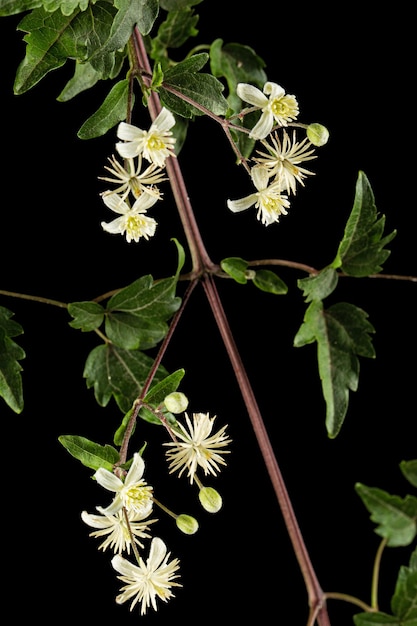 Foto flores y hojas de clematis lat clematis vitalba l aislado sobre fondo negro