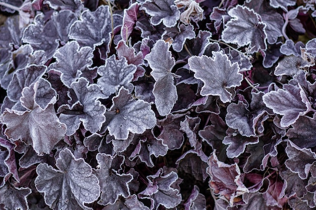 Flores de hojas congeladas Las primeras heladas clima frío Principios de invierno