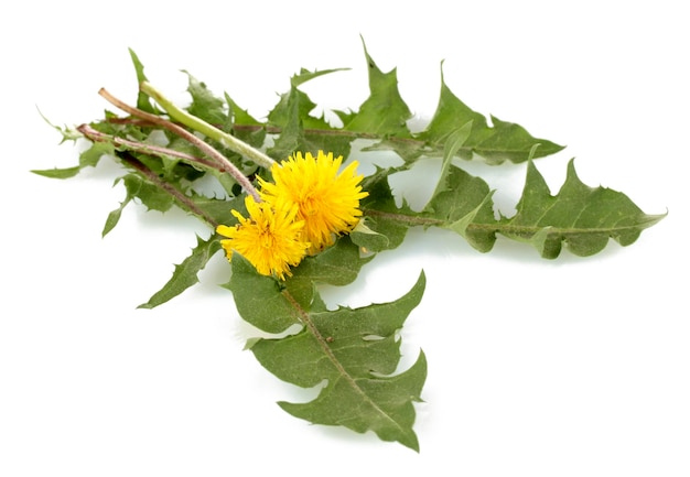 Flores y hojas de diente de león aisladas en blanco