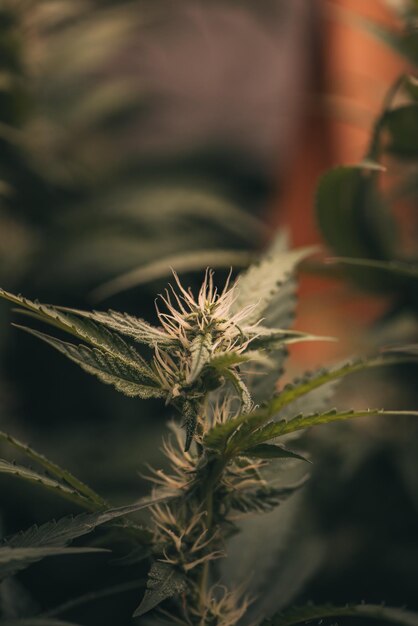 Flores y hojas de marihuana verde oscuro Cultivo de marihuana en agricultores de marihuana plantan marihuana natural o hierba verde de hierba ganja sativa para uso médico