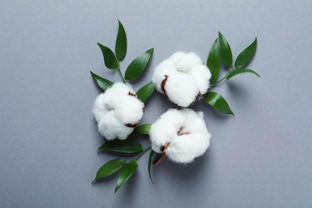 Flores y hojas de plantas de algodón sobre superficie gris