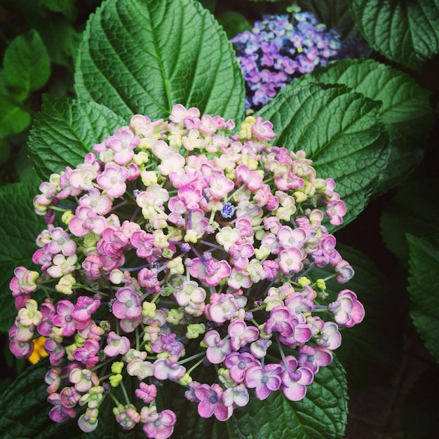 Foto flores y hojas en primer plano