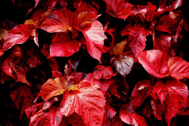 Foto flores y hojas rojas refrescarse en la mañana colorida.