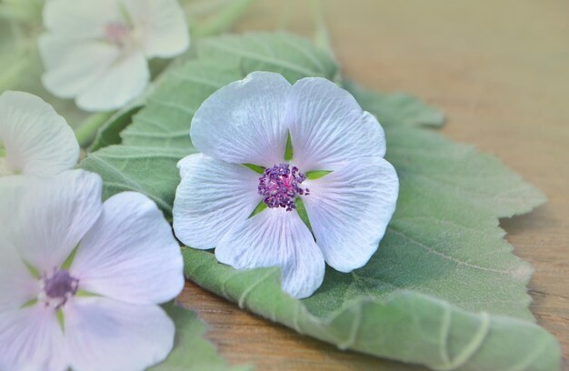 Flores y hojas sobre una mesa de madera Marsh Mallow