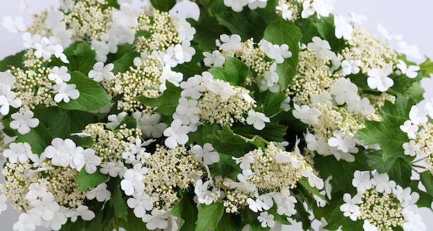 Flores y hojas de viburnum closeup