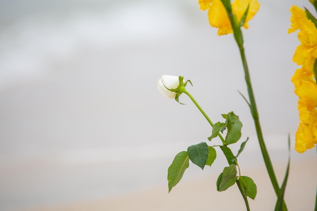 Foto flores en honor a iemanja durante una fiesta en la playa de copacabana en brasil