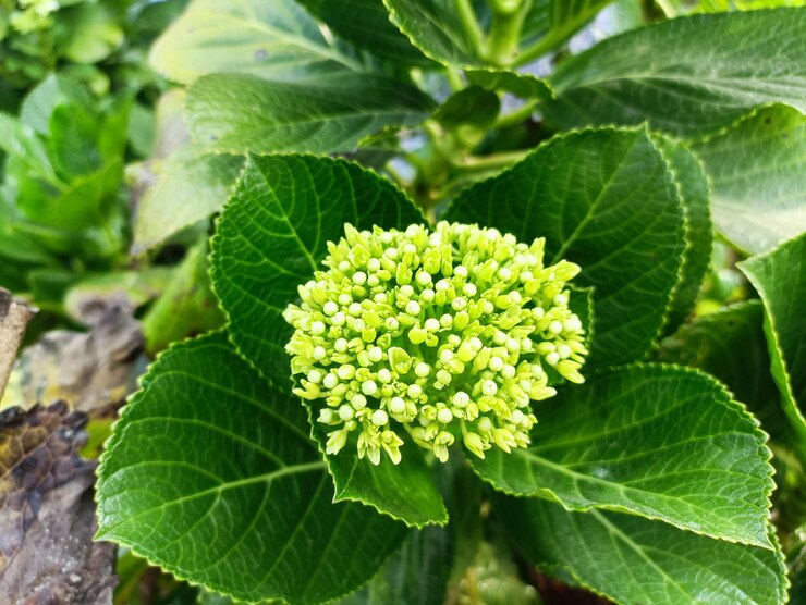 las flores de la hortensia antes de florecer