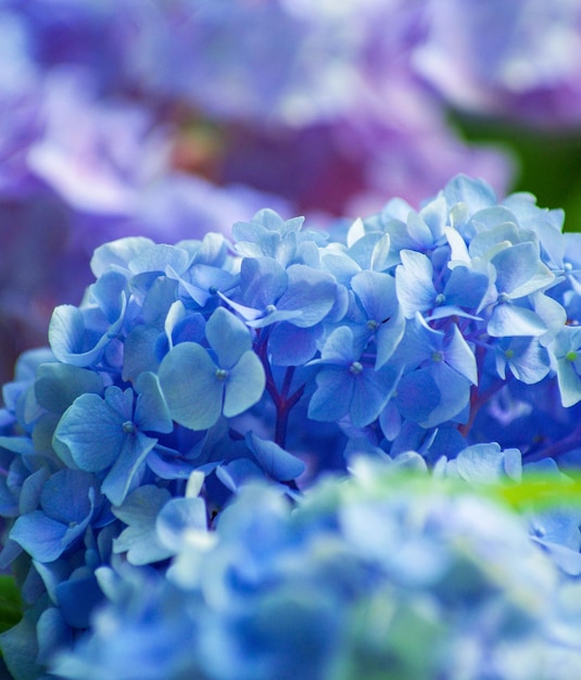 Las flores de la hortensia azul de cerca