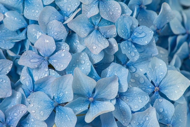 Flores de hortensia azul con gotas de agua