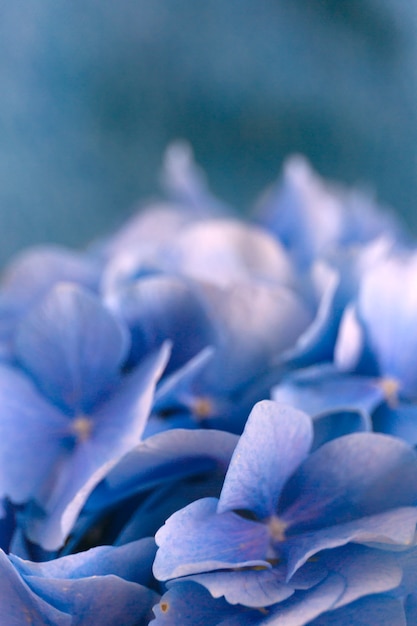 Flores de hortensia azul sobre azul.