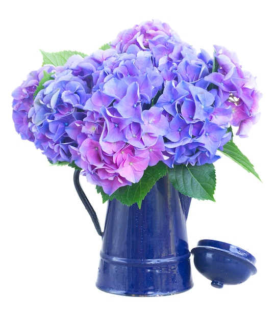 Flores de hortensia azul y violeta en maceta azul aislado en blanco