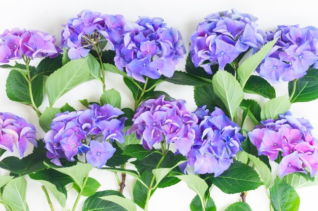 Flores de hortensia azul y violeta pappern sobre blanco