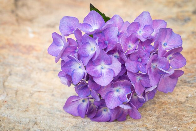 Flores de hortensia azul