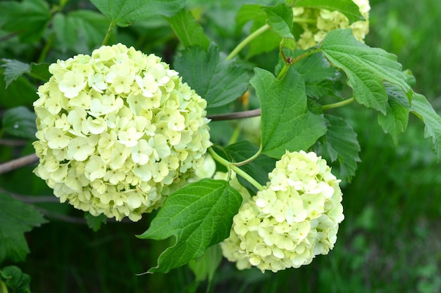 flores de hortensia blancas en flor en el arbusto verde de cerca