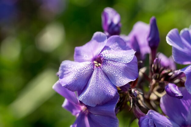 Flores de hortensia brillante