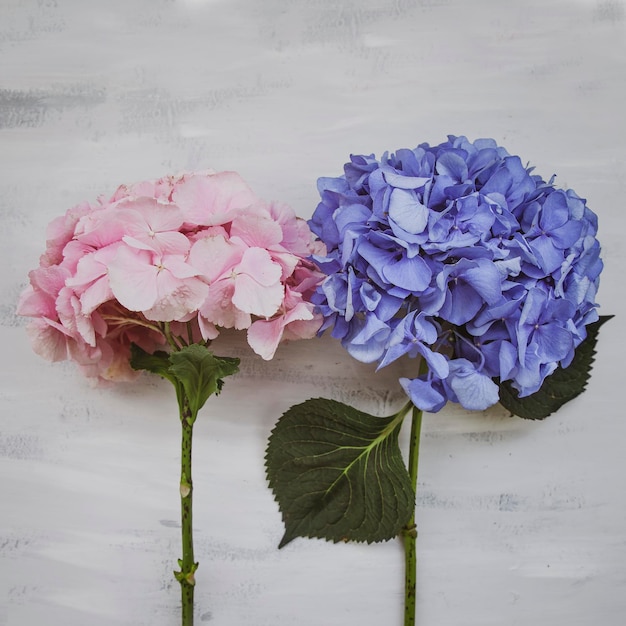 Foto flores de hortensia de color pastel sobre mesa pintada de blanco