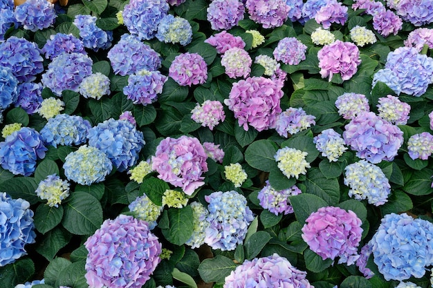 Flores de Hortensia coloridas que florecen en el jardín