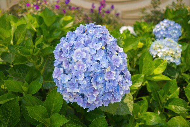 Las flores de hortensia están floreciendo en el jardín de Da Lat. Este es un lugar para visitar. El jardín turístico ecológico atrae a otros turistas a las tierras altas. Concepto de naturaleza y viajes de Vietnam. Enfoque selectivo.