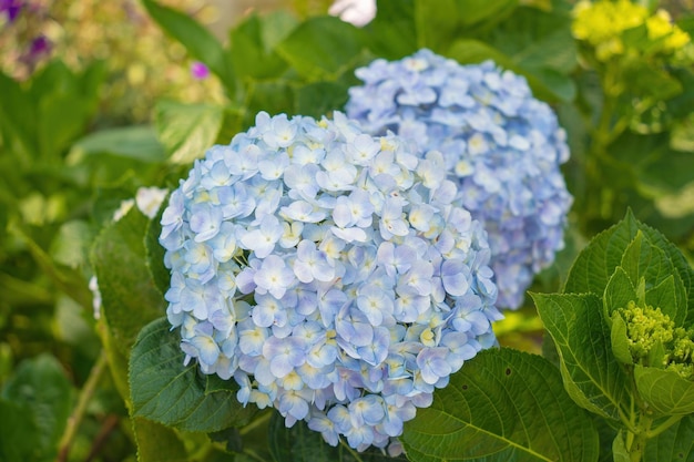 Las flores de hortensia están floreciendo en el jardín de Da Lat. Este es un lugar para visitar. El jardín turístico ecológico atrae a otros turistas a las tierras altas. Concepto de naturaleza y viajes de Vietnam. Enfoque selectivo.