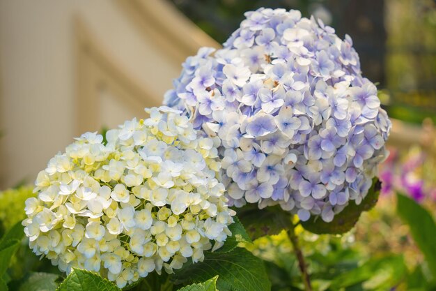 Las flores de hortensia están floreciendo en el jardín de Da Lat. Este es un lugar para visitar. El jardín turístico ecológico atrae a otros turistas a las tierras altas. Concepto de naturaleza y viajes de Vietnam. Enfoque selectivo.