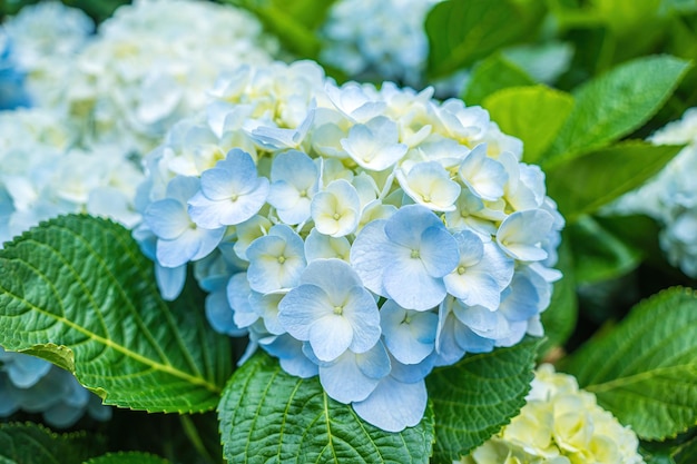 Las flores de hortensia están floreciendo en el jardín de Da Lat. Este es un lugar para visitar. El jardín turístico ecológico atrae a otros turistas a las tierras altas. Concepto de naturaleza y viajes de Vietnam. Enfoque selectivo.