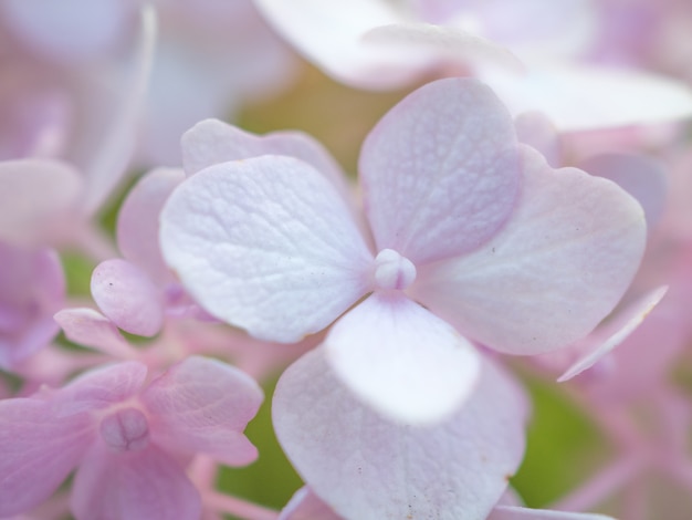 flores de Hortensia fondo floral romántico tierno