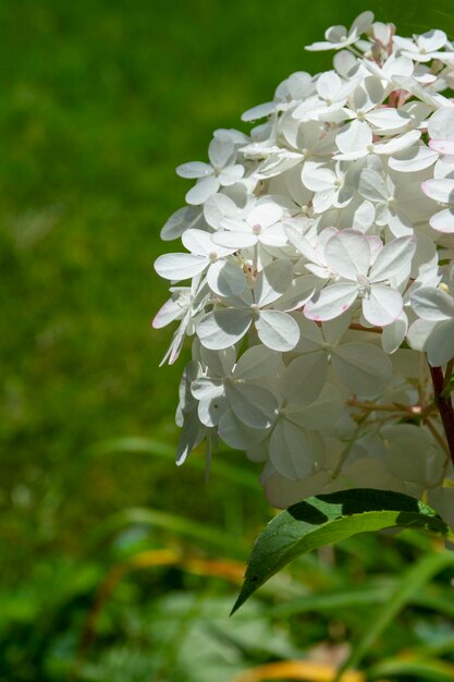 Flores de hortensia en un fondo natural verde