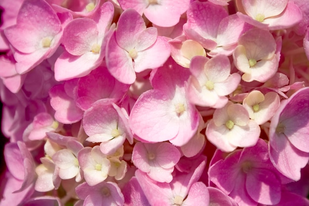 Flores de hortensia en primer plano de la naturaleza con enfoque suave.Fondo en colores pastel rosa claro.