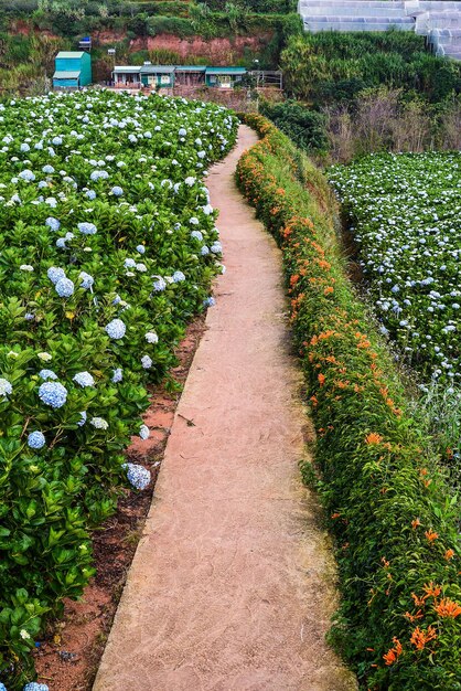 Flores de hortensia y Pyrostegia venusta en camino en la ciudad de Da Lat en Vietnam