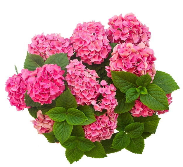 Flores de hortensia rosa aisladas