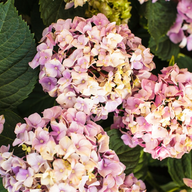 Flores de hortensia rosa en el arbusto en el jardín de flores