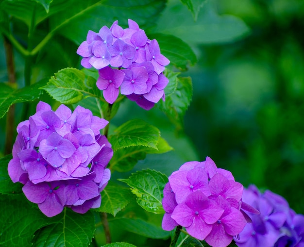 Flores de hortensia rosa de cerca