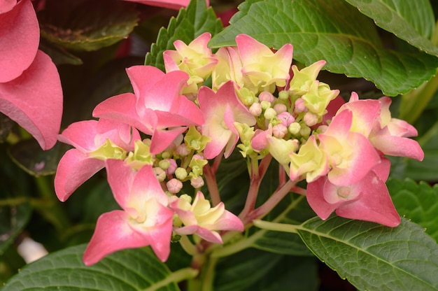 Flores de hortensia rosa floral cerrar